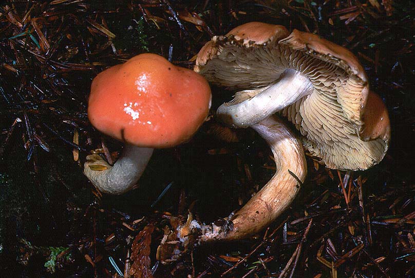 Pyrrhulomyces astragalinus